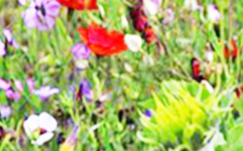 關(guān)于三年級田野作文合集6篇