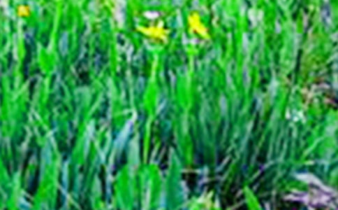 ���õ���������Ұ����4ƪ