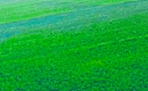 田野小學(xué)生作文