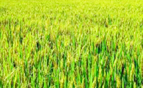 �P(gu��n)����Ұ�����ă�(y��u)�x��15ƪ��