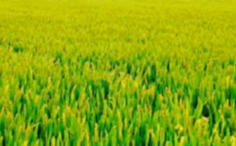 關(guān)于田野作文4篇