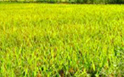 迷人的田野作文