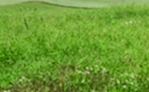 ���Ѽҵ���Ұ����