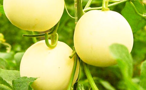 甜瓜根的功效與作用 藥用價值