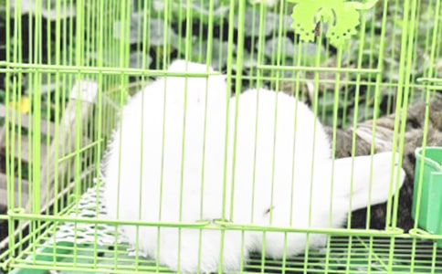 �����á��茑���ӵ�����4ƪ