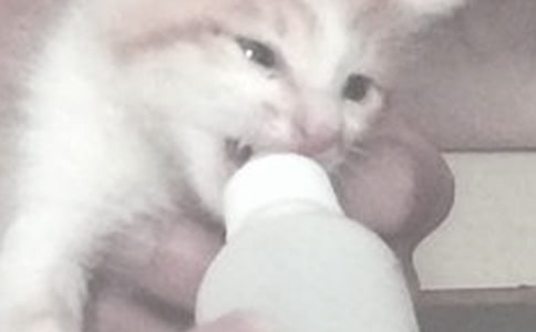 嘗試喂奶作文(通用10篇)