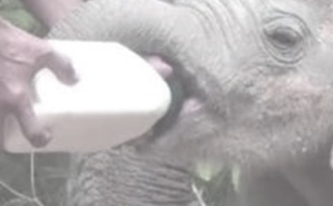 ����������ι�̆�