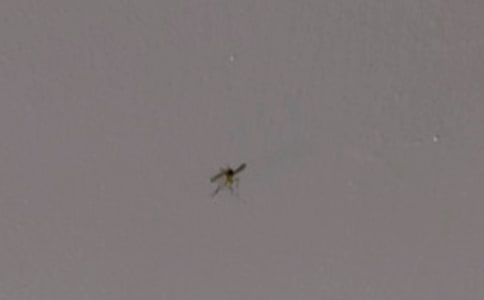 關(guān)于蚊子的作文