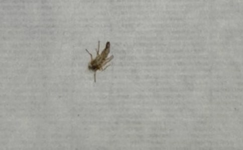 蚊子大戰(zhàn)作文