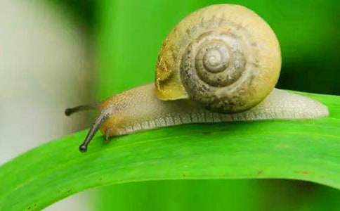 小班美術(shù)蝸牛教案15篇