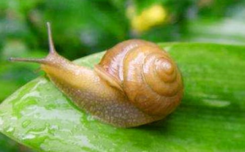 《蝸牛和玫瑰樹》讀后感