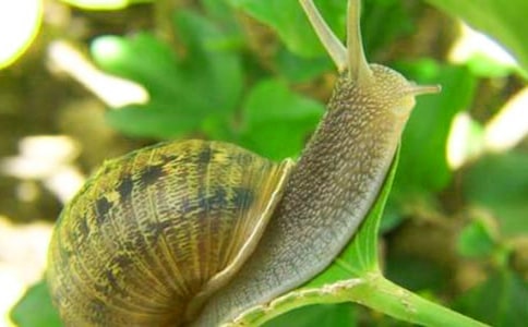 以蝸牛為題的作文