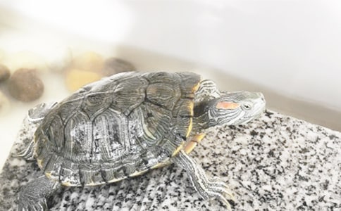 烏龜吃魚腸作文