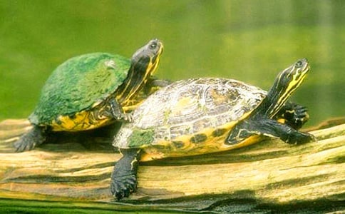 中班美術(shù)有趣的烏龜教案4篇