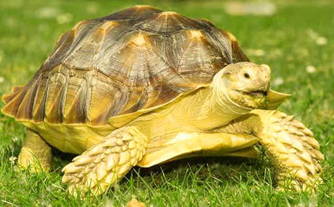 中班美術(shù)有趣的烏龜教案5篇