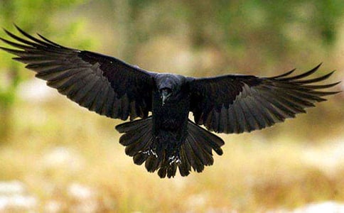 沒(méi)有主見(jiàn)的烏鴉900字作文