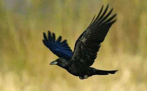 關于烏鴉用吸管喝水的作文