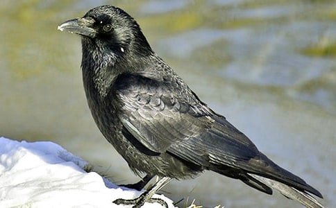 �����f��ˮ���ƌW(xu��)�̰�