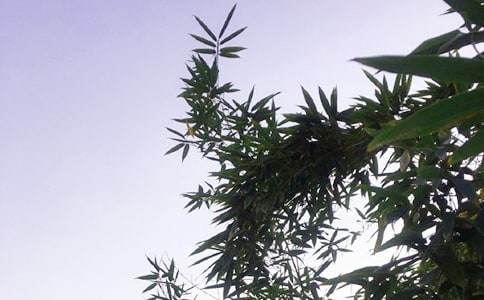 朋友圈午安寄語30句