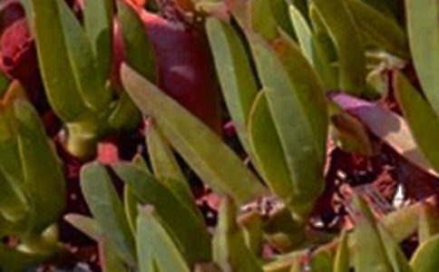 ����Ȧ�簲���Z�����x70�䣩