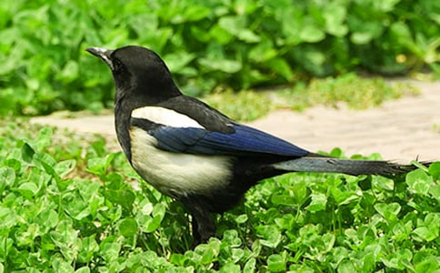 �����ϲ�o���̰�