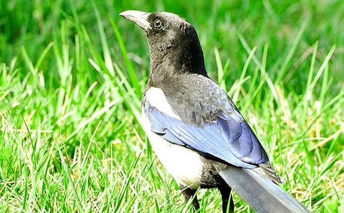 ϲ�o��������