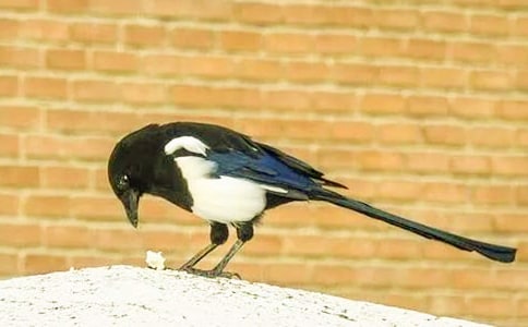 描寫喜鵲的作文400字