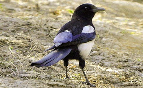 ������g(sh��)��ӣ�������ϲ�o��