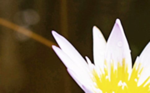 夏至節(jié)氣經(jīng)典寄語