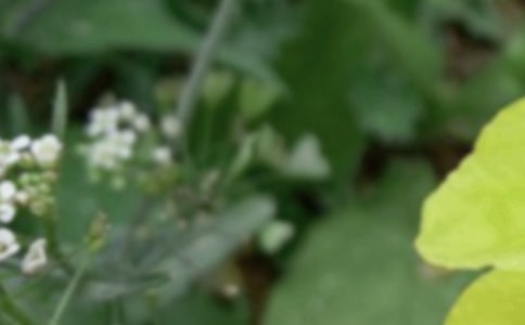 《夏至末至》讀后感