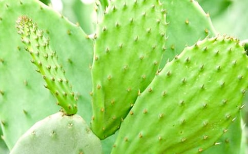 中班美術(shù)仙人掌教案