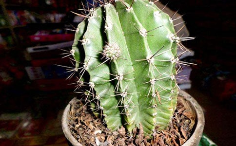 仙人掌觀察日記范文