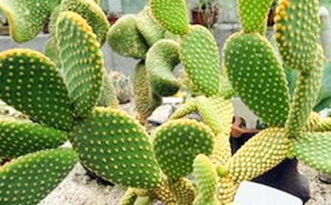 仙人掌日記15篇