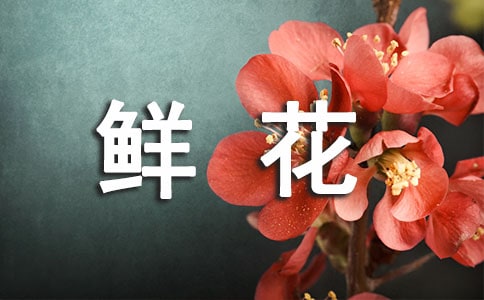 《鮮花和星星》教案設(shè)計范文