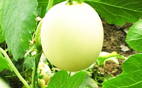 ¶������c����(gu��)ʳ���׷N����