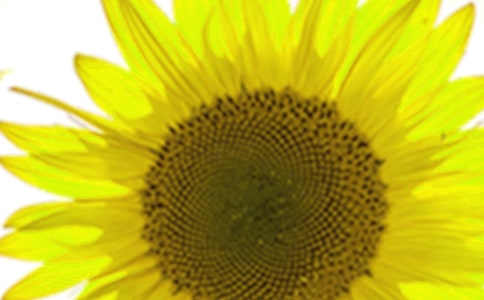 大班美術欣賞向日葵教案