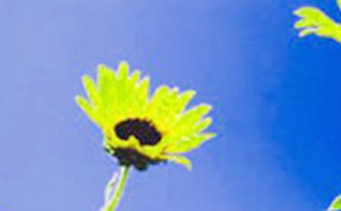 大班向日葵美術(shù)教案15篇