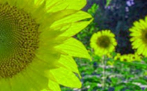 向日葵成長作文