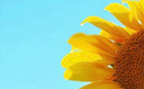 《向日葵美術(shù)欣賞》大班美術(shù)教案(精選10篇)