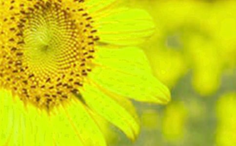 向日葵大班美術教案(通用12篇)