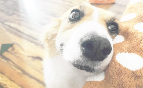 我喜歡我家的小狗作文600字作文