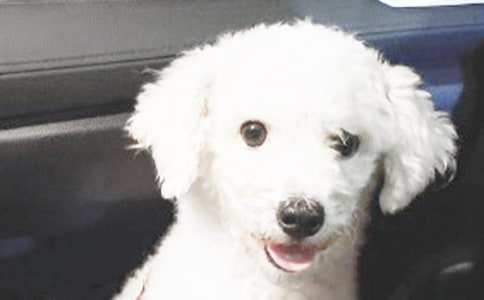 姥姥家的小狗作文350字