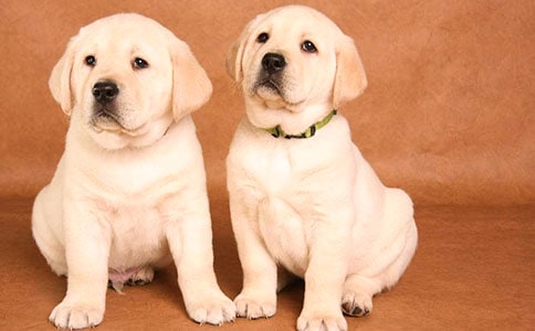 熱心的小狗作文