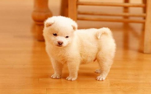 我家的小狗小學生作文