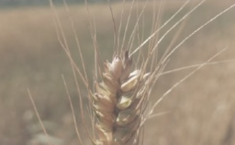 《小麥豐收啦》大班社會(huì)教案