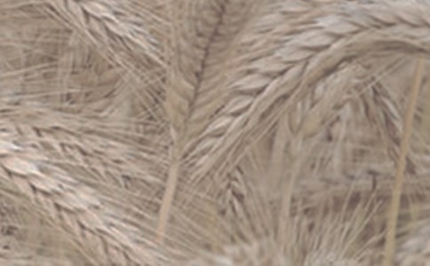 ��֪��С���Ў�Ƭ�~�ӆ�ɢ��