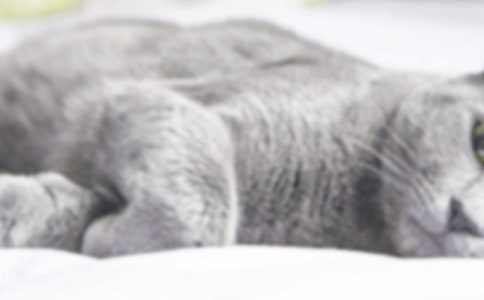 小貓作文范文匯編15篇