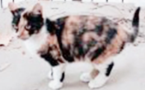 �а����g(sh��)�̰���С؈��