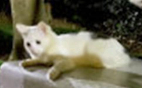 小班美術(shù)優(yōu)秀教案《寄小貓》