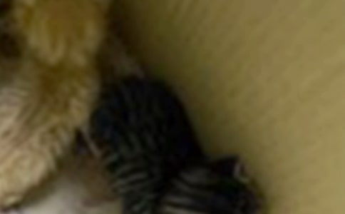 �ɐ�(��i)��С؈500�փ�(y��u)������